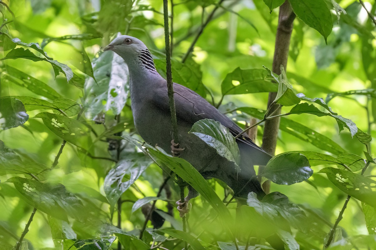 Nilgiri Wood-Pigeon - ML645448958