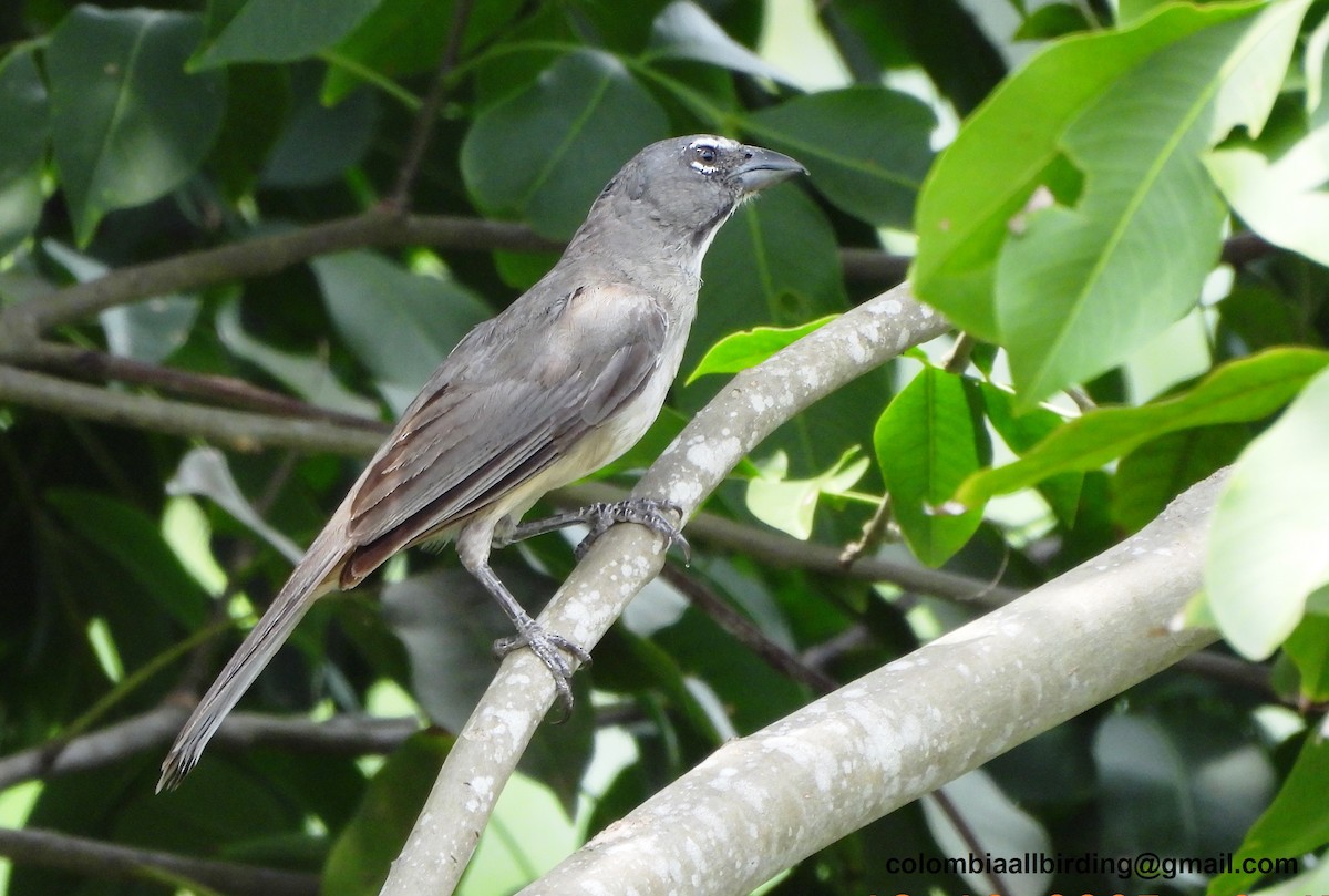 Olive-gray Saltator - ML645448968