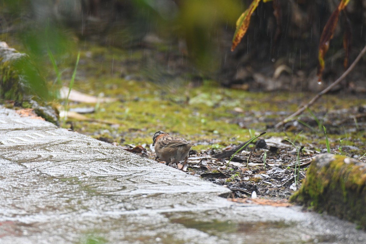 Morgenammer - ML645448972