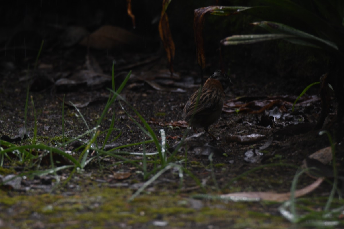 Morgenammer - ML645448973