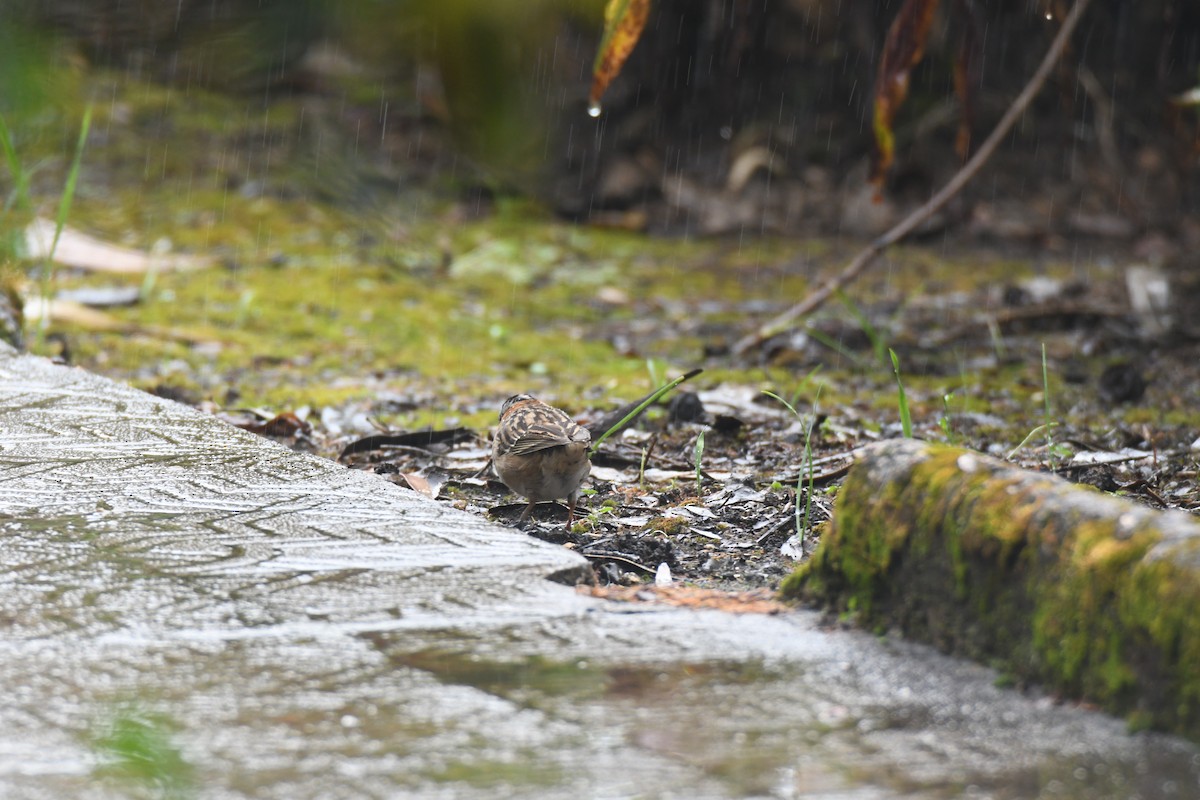 Morgenammer - ML645448974