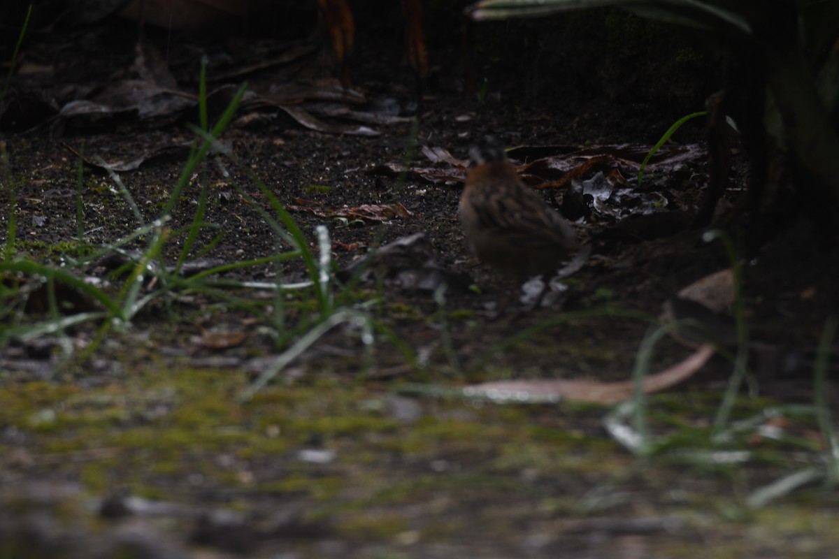 Morgenammer - ML645448975