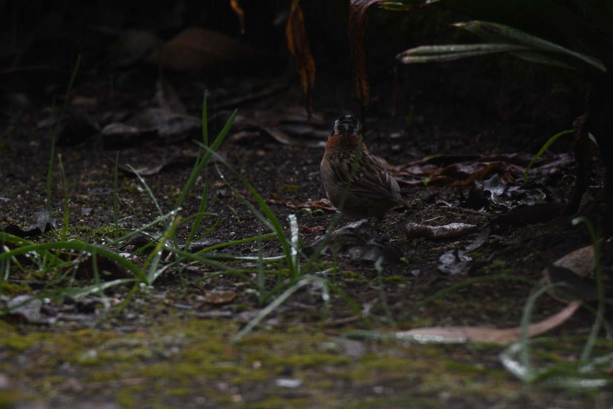 Morgenammer - ML645448976