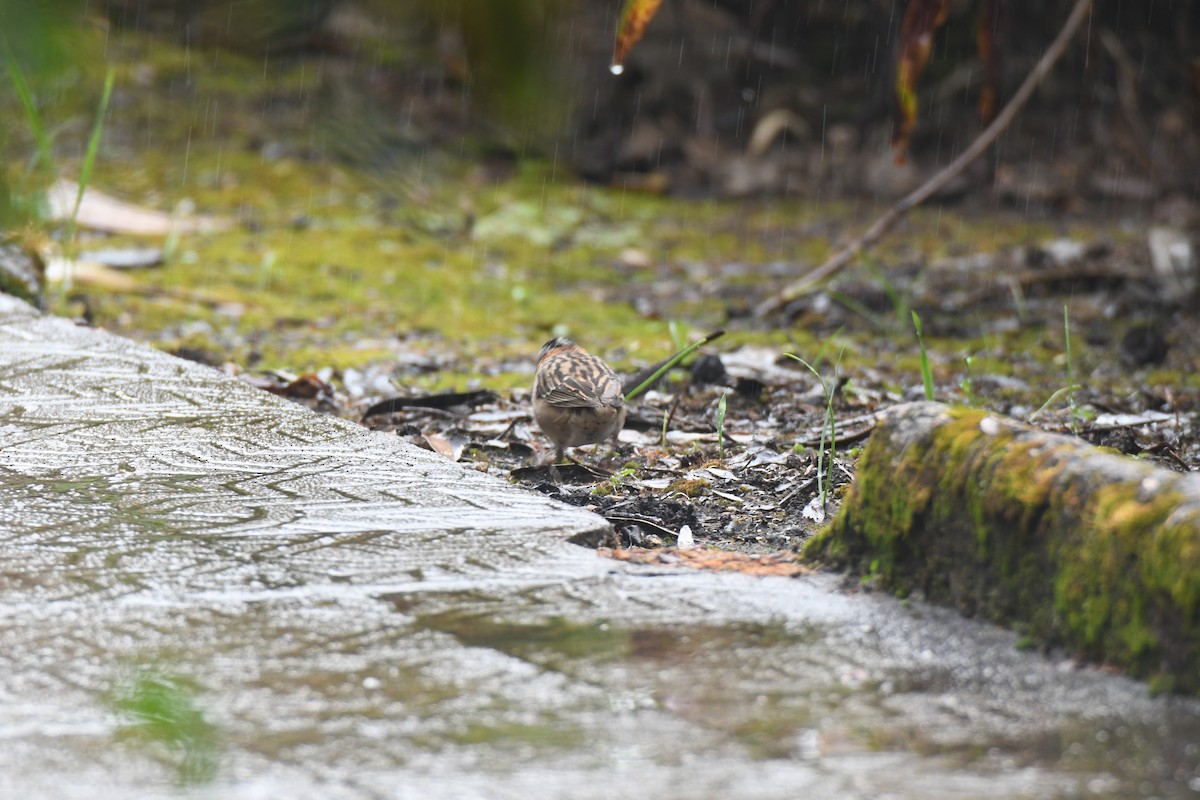 Morgenammer - ML645448977