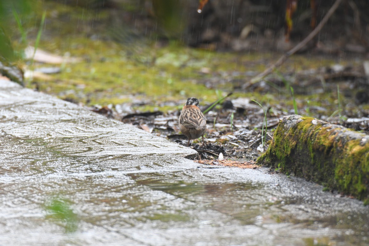 Morgenammer - ML645448978