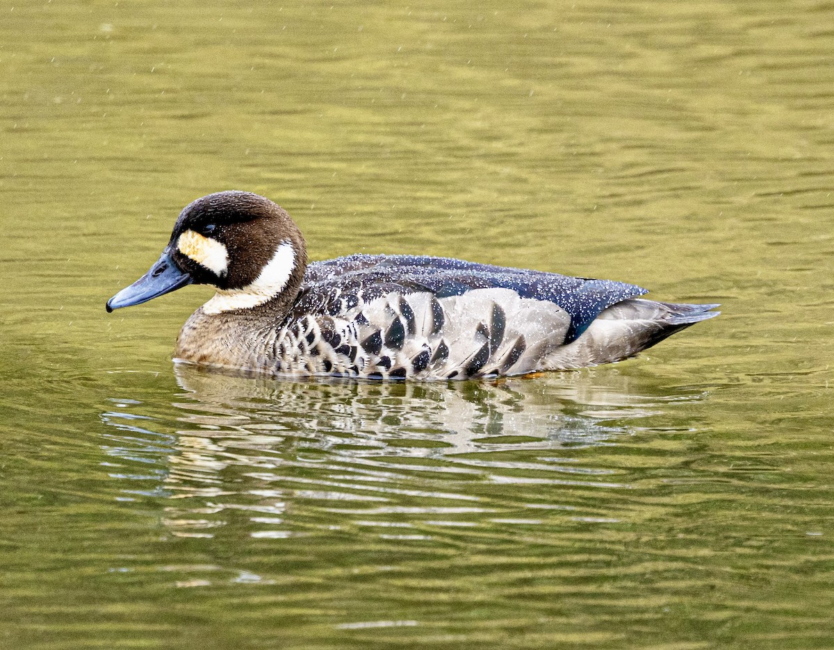 Spectacled Duck - ML645448979