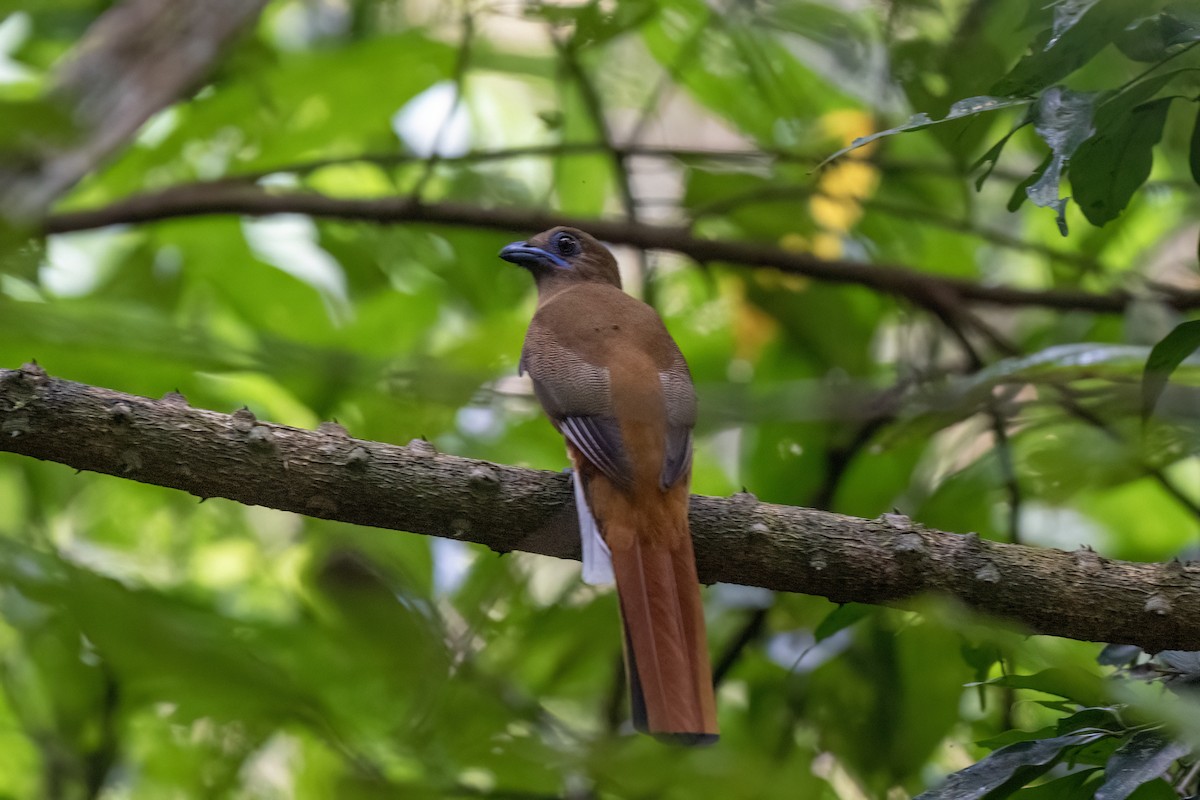 Malabar Trogon - ML645448993