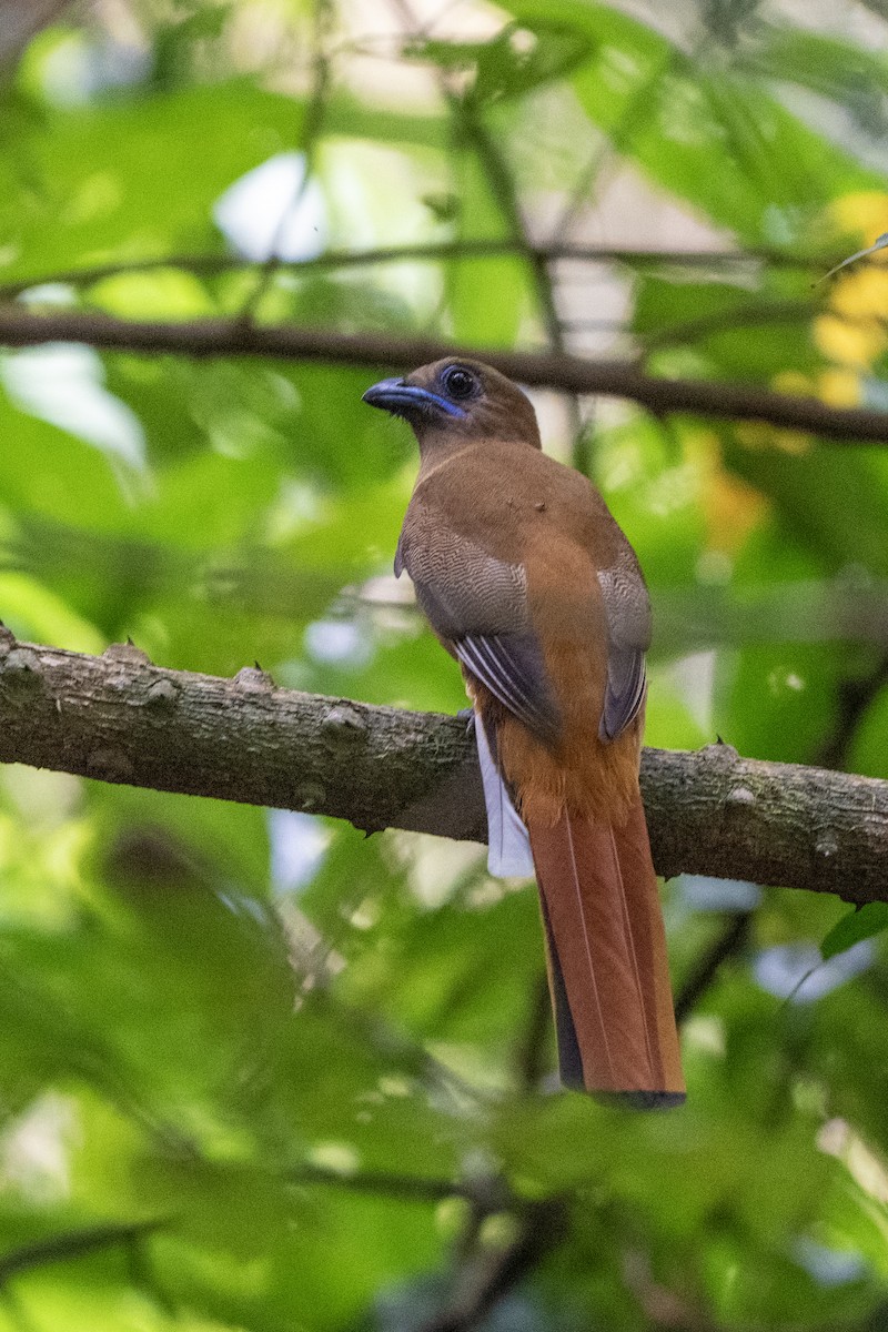 Malabar Trogon - ML645448994