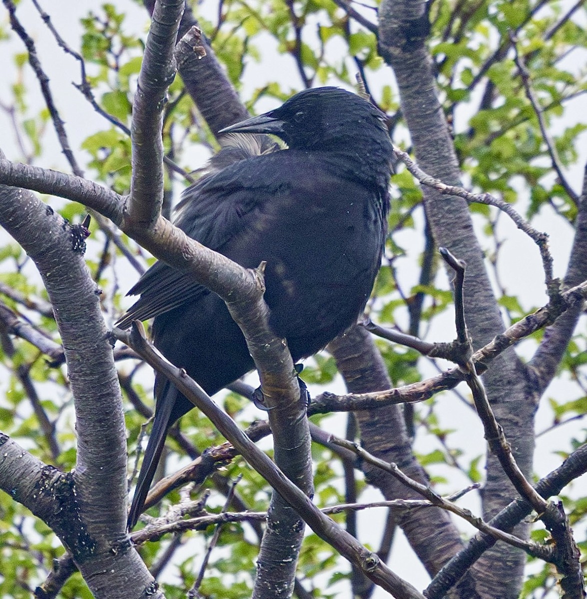 Austral Blackbird - ML645448999