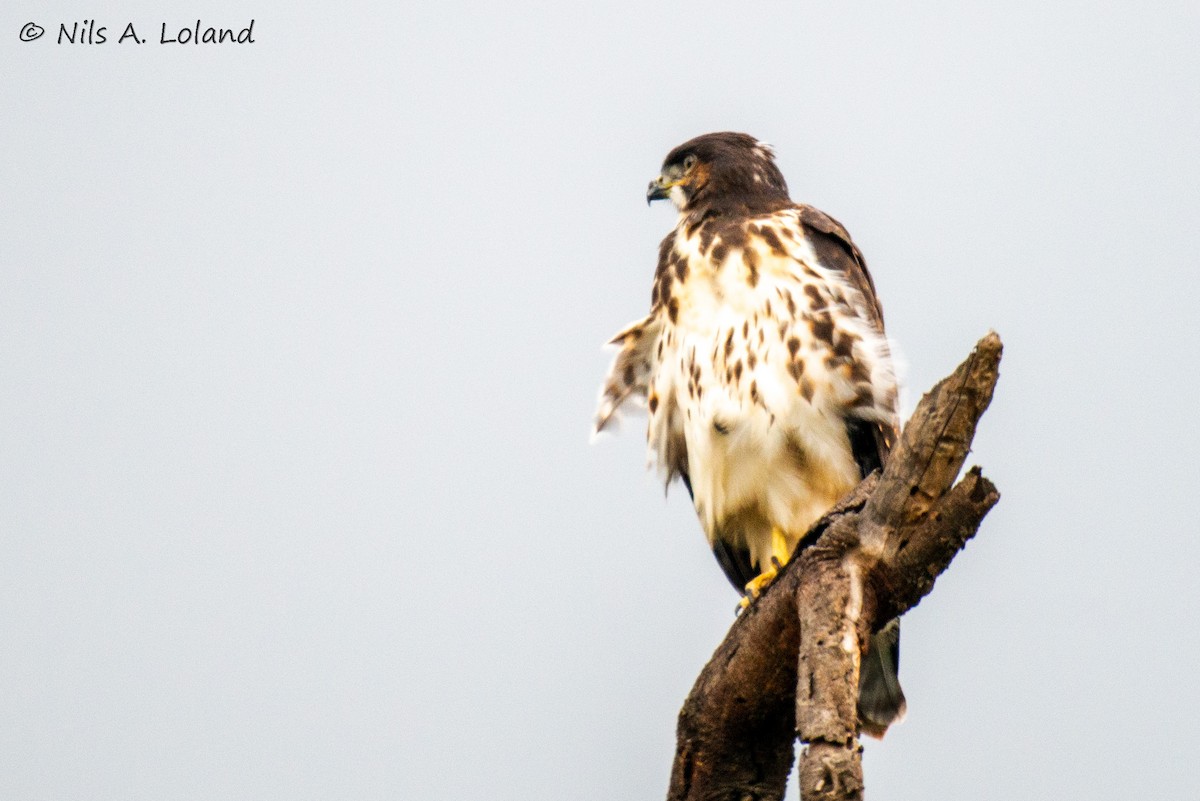 afrikahaukørn - ML645449002