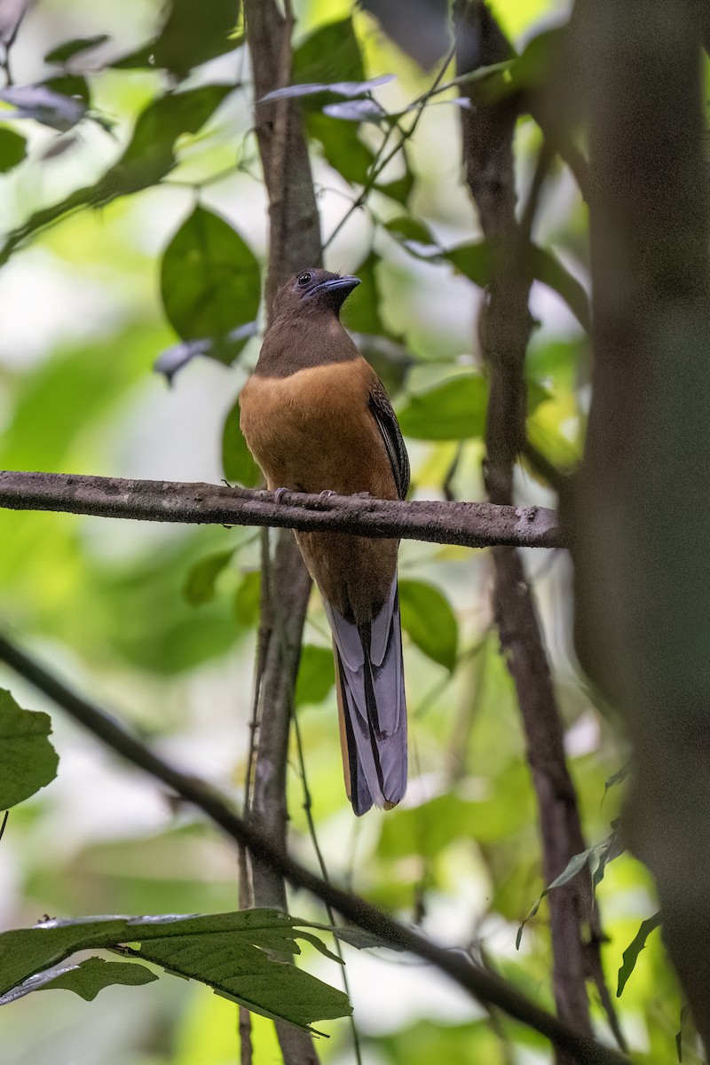 hindutrogon - ML645449003