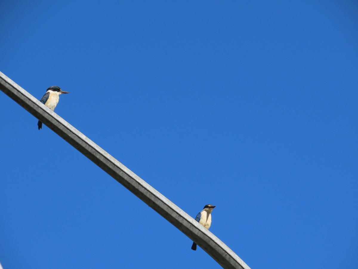 maskaraisfugl - ML645449004