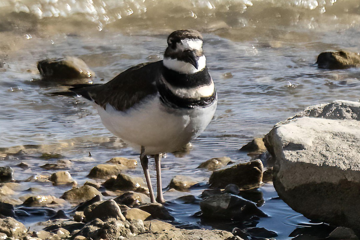 tobeltelo - ML645449005