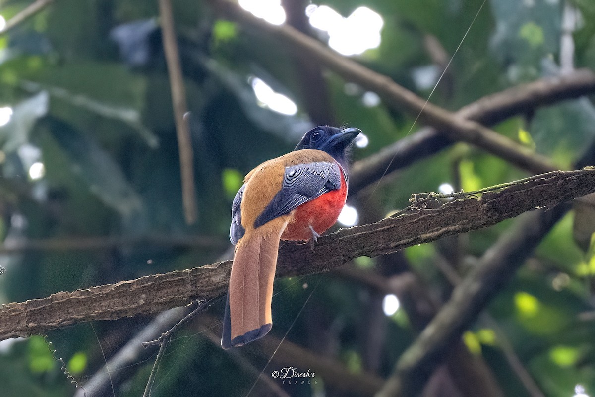 hindutrogon - ML645449006