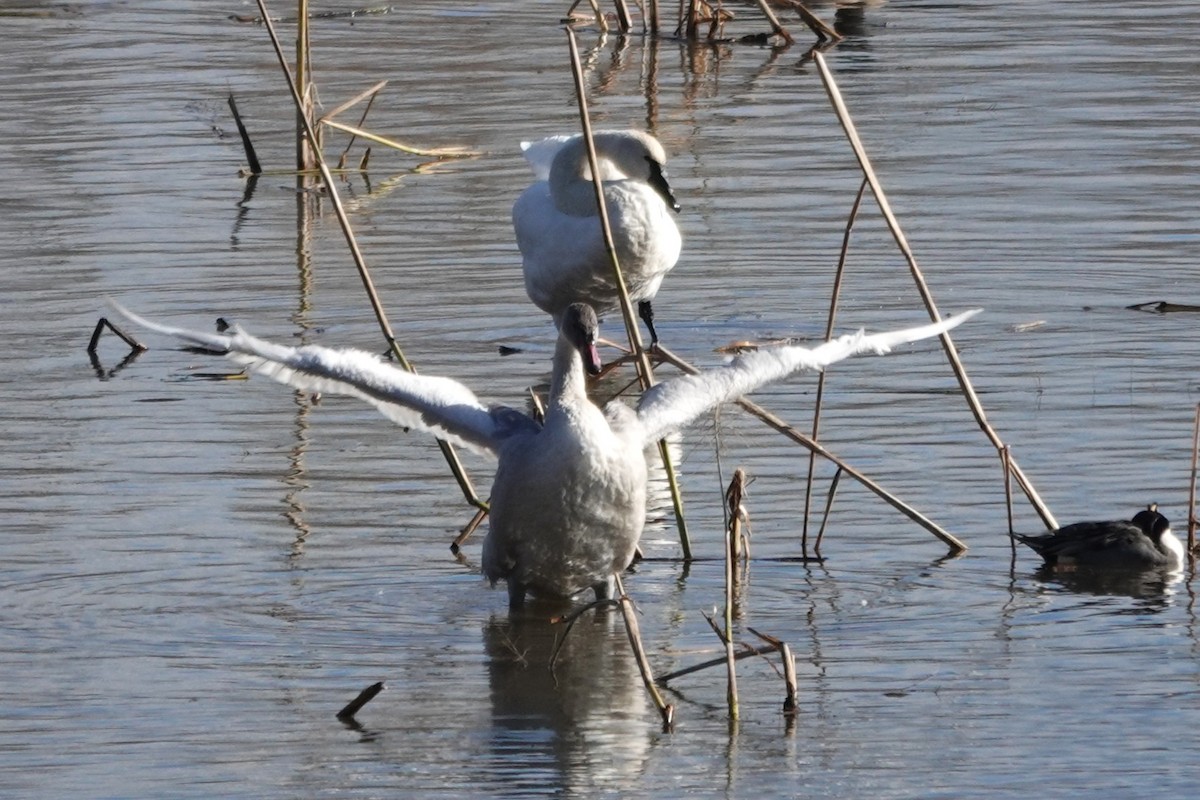 dvergsvane - ML645449007