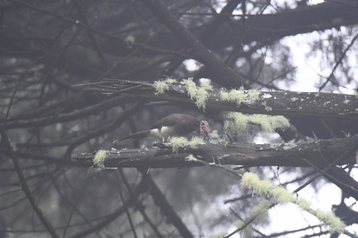 brunskrike - ML645449008