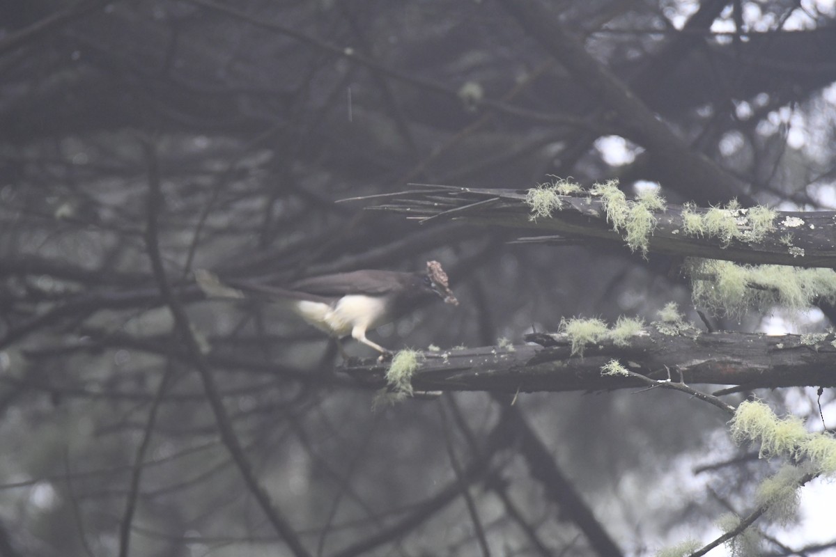 brunskrike - ML645449009