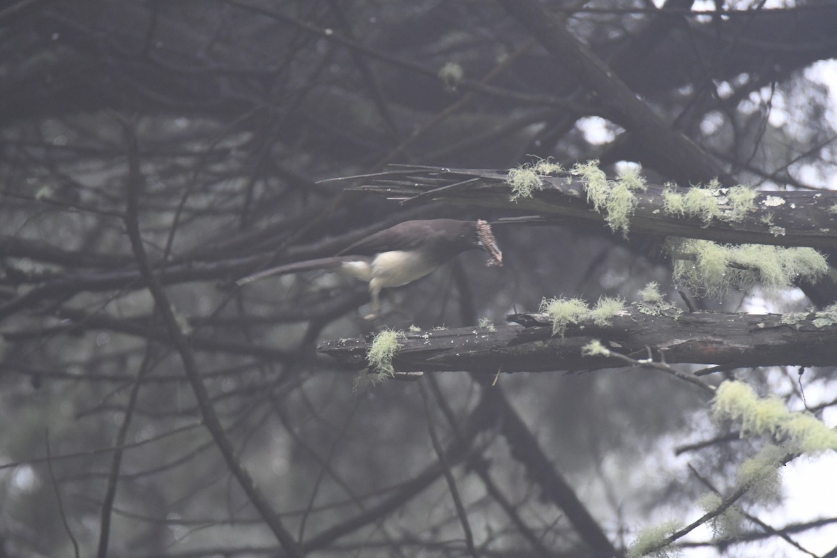 brunskrike - ML645449010