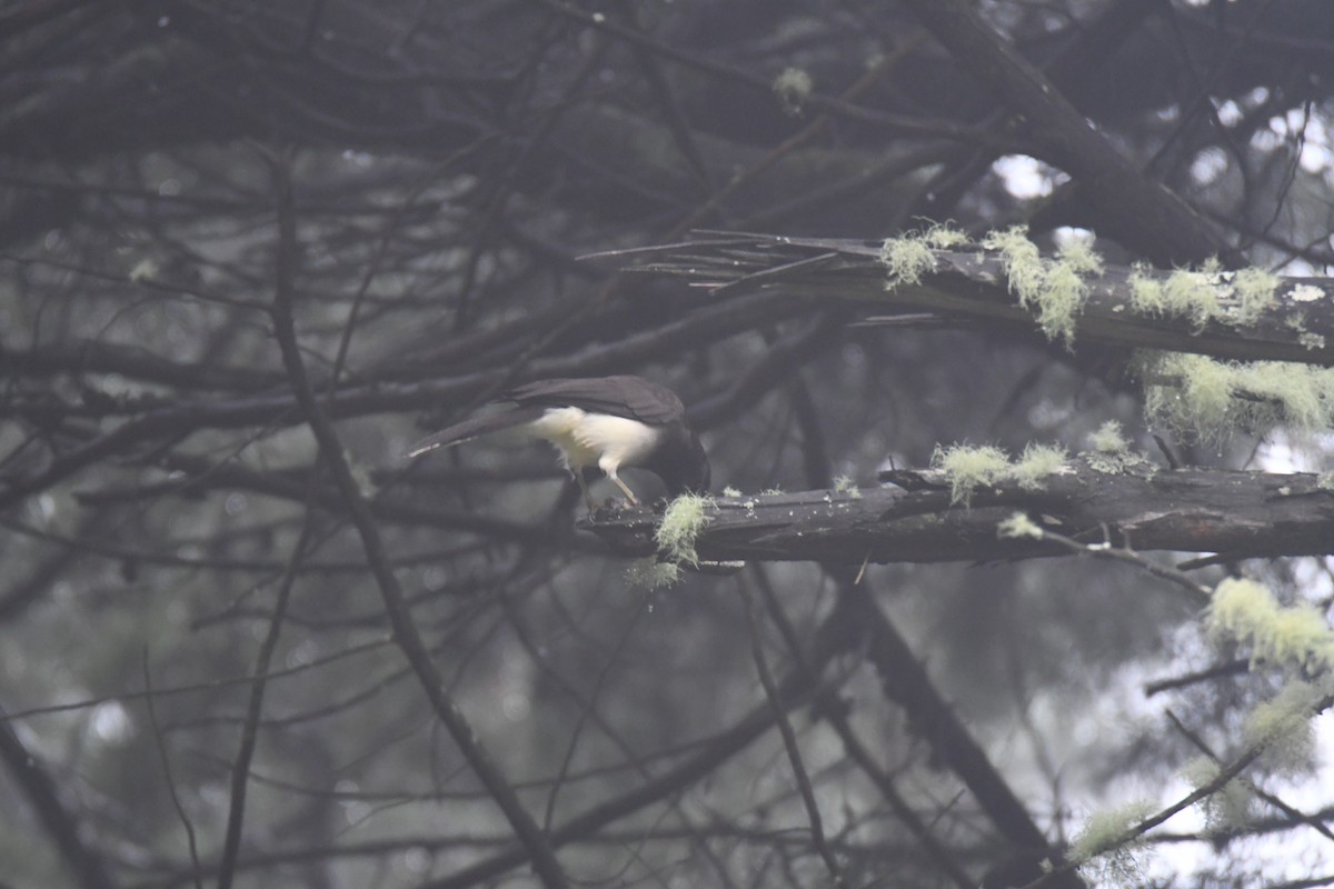 brunskrike - ML645449011