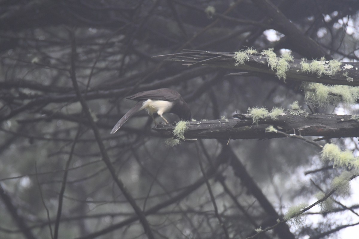 brunskrike - ML645449012