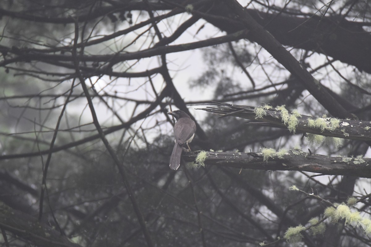 brunskrike - ML645449013