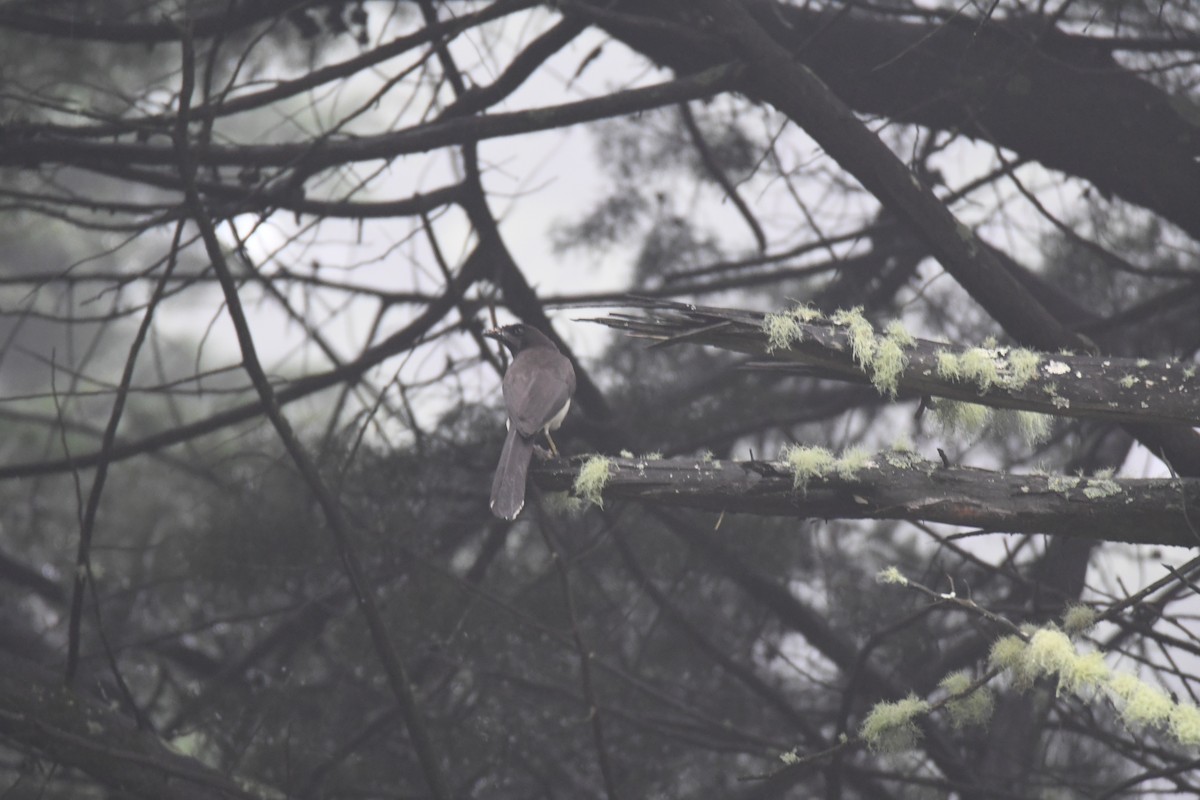 brunskrike - ML645449014