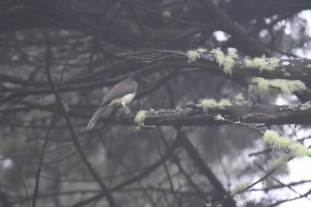 brunskrike - ML645449015