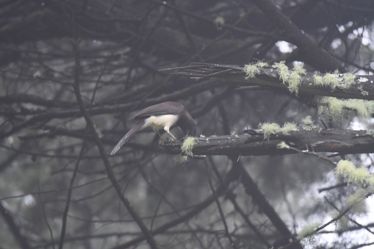 brunskrike - ML645449016