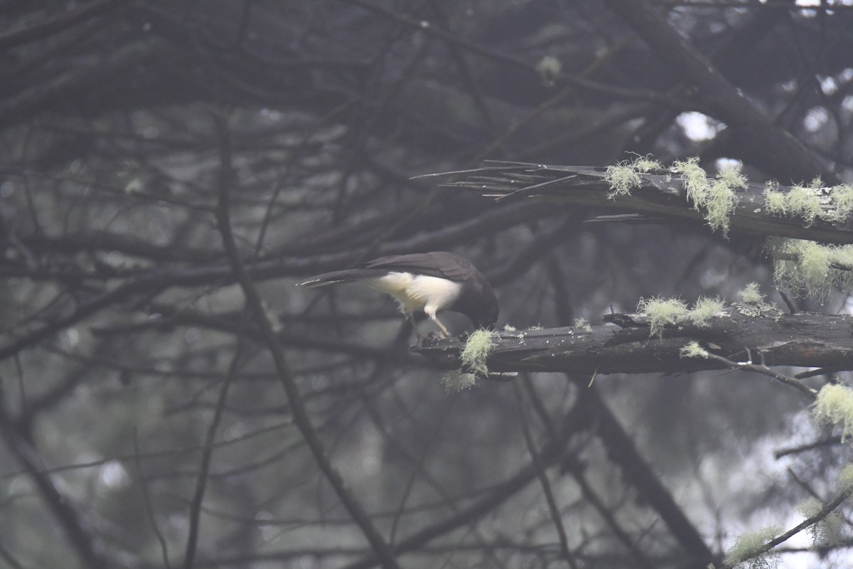 brunskrike - ML645449017