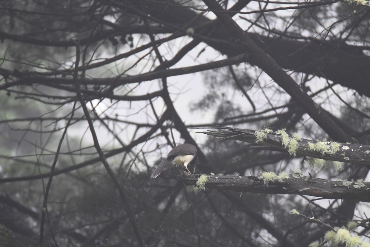 brunskrike - ML645449018