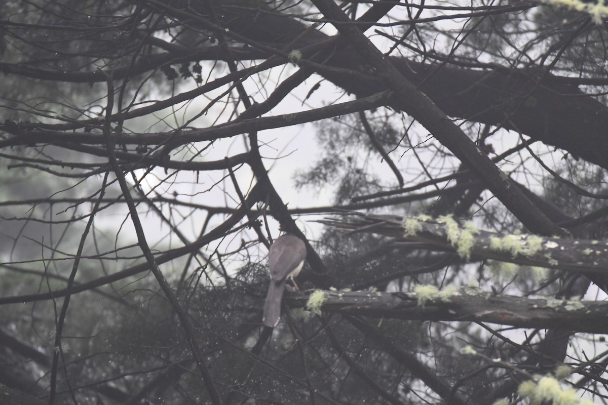 brunskrike - ML645449019