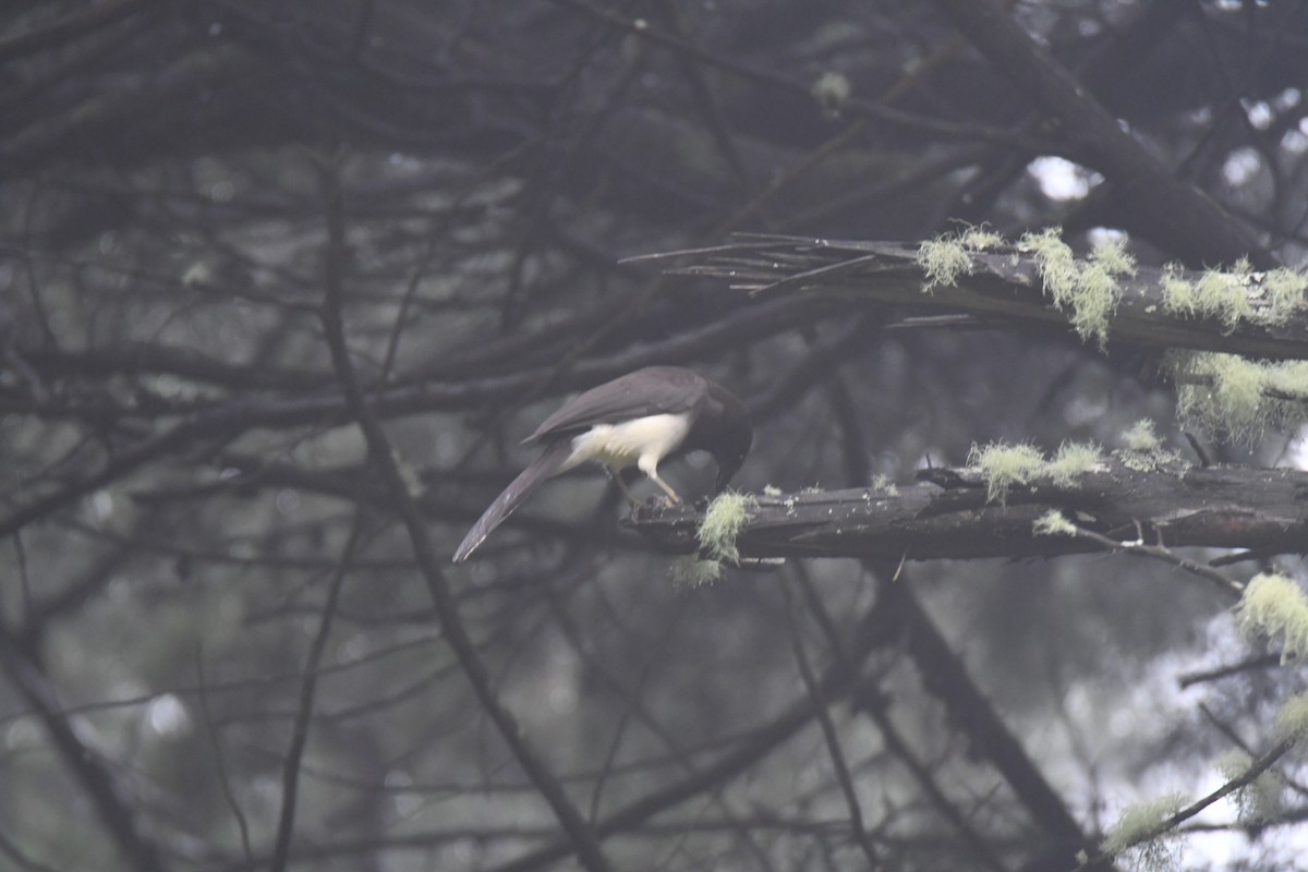 brunskrike - ML645449020