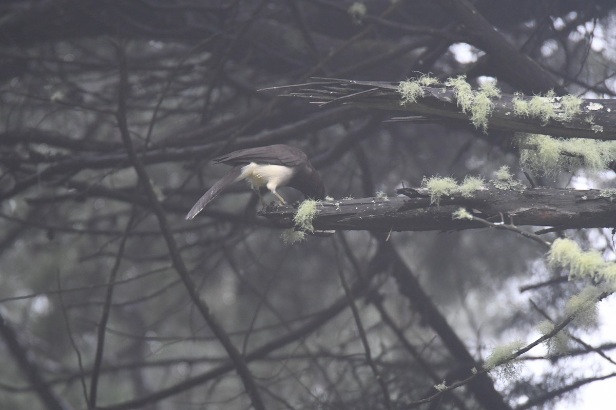 brunskrike - ML645449021