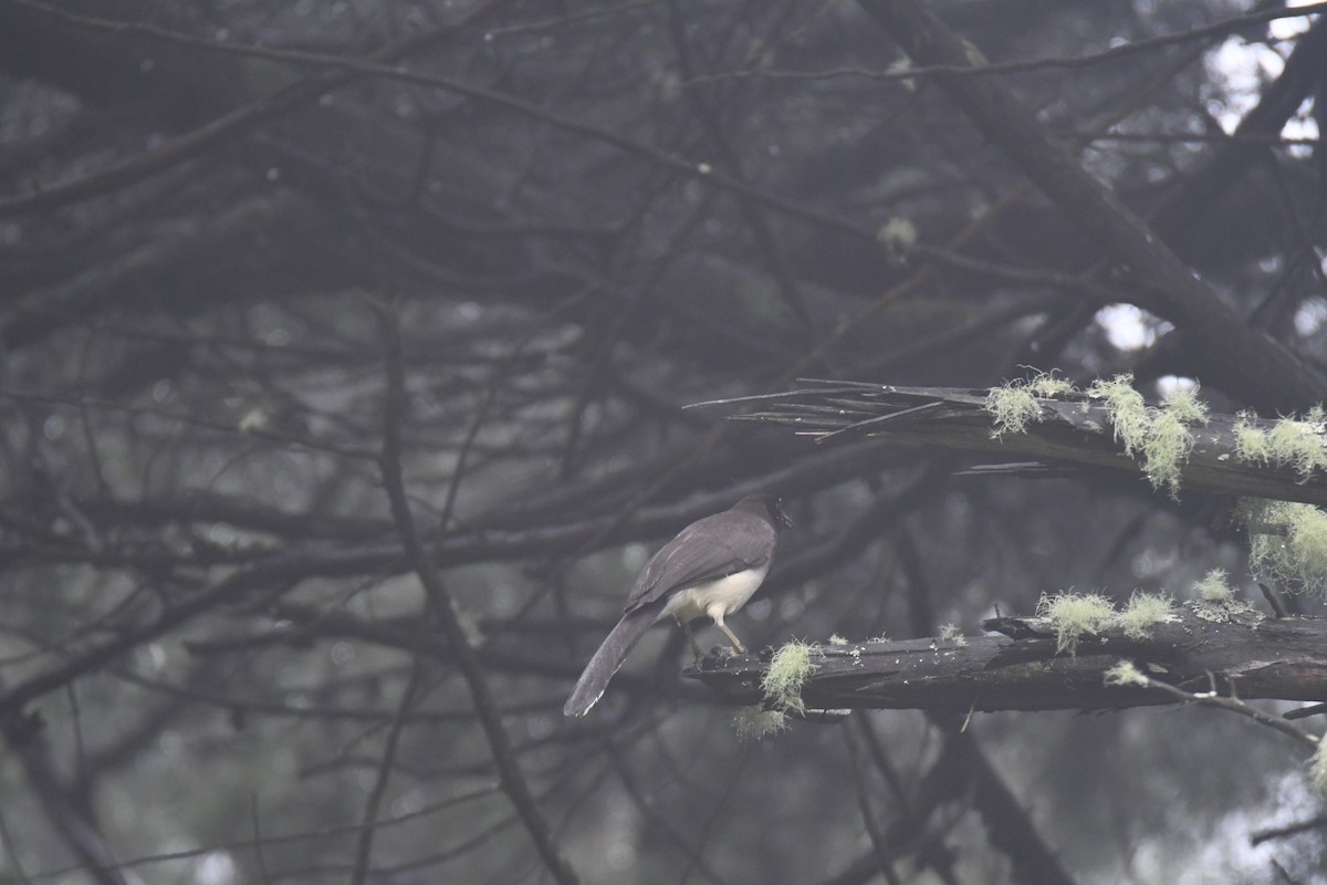 brunskrike - ML645449022