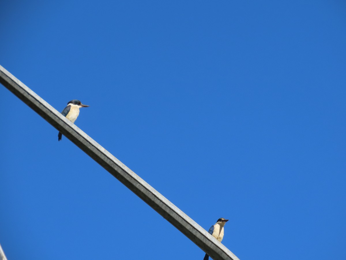 maskaraisfugl - ML645449023