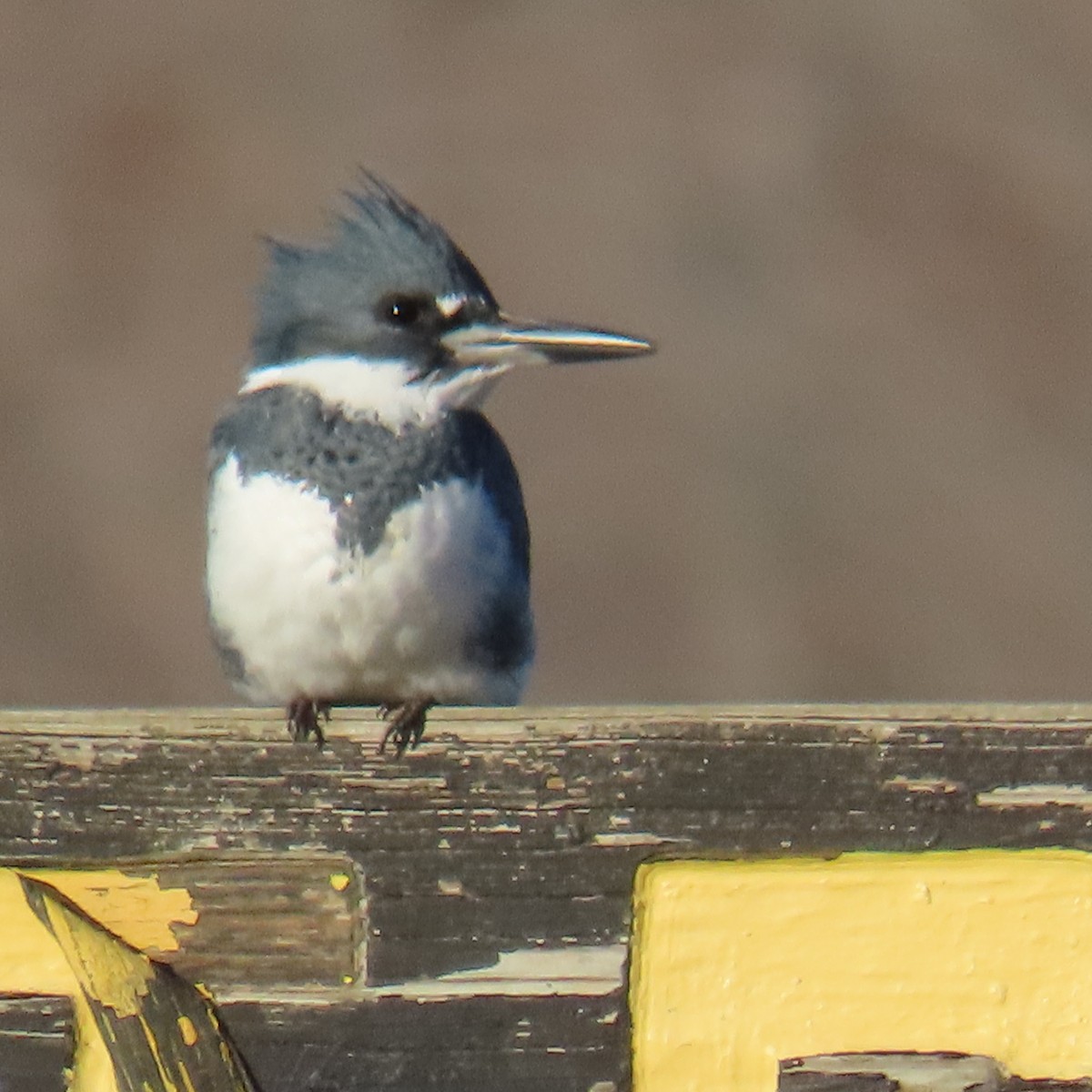 belteisfugl - ML645449028