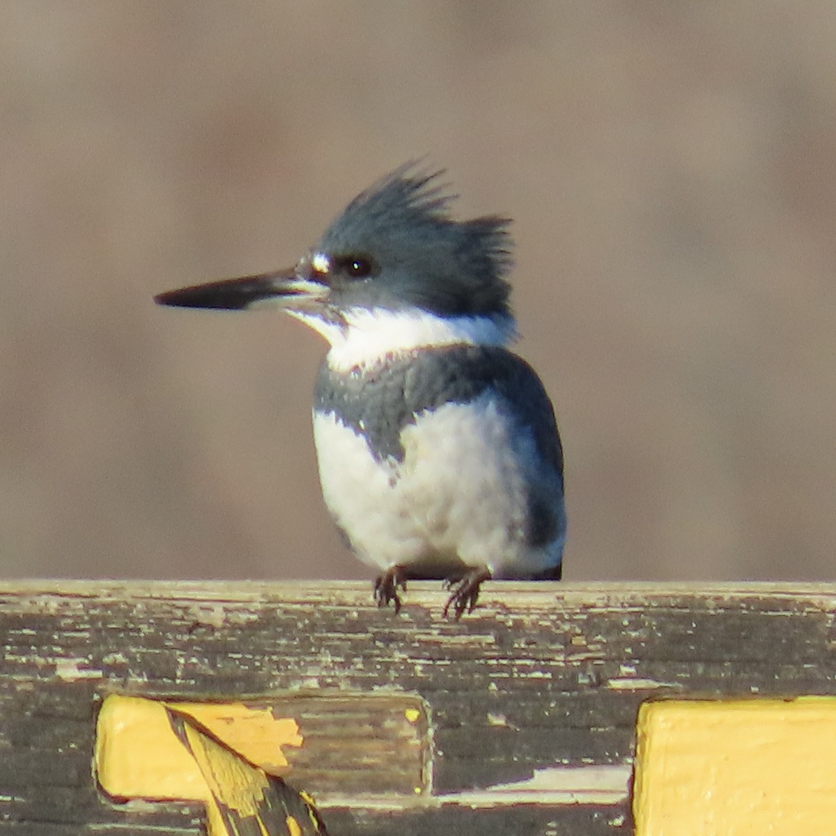 belteisfugl - ML645449029