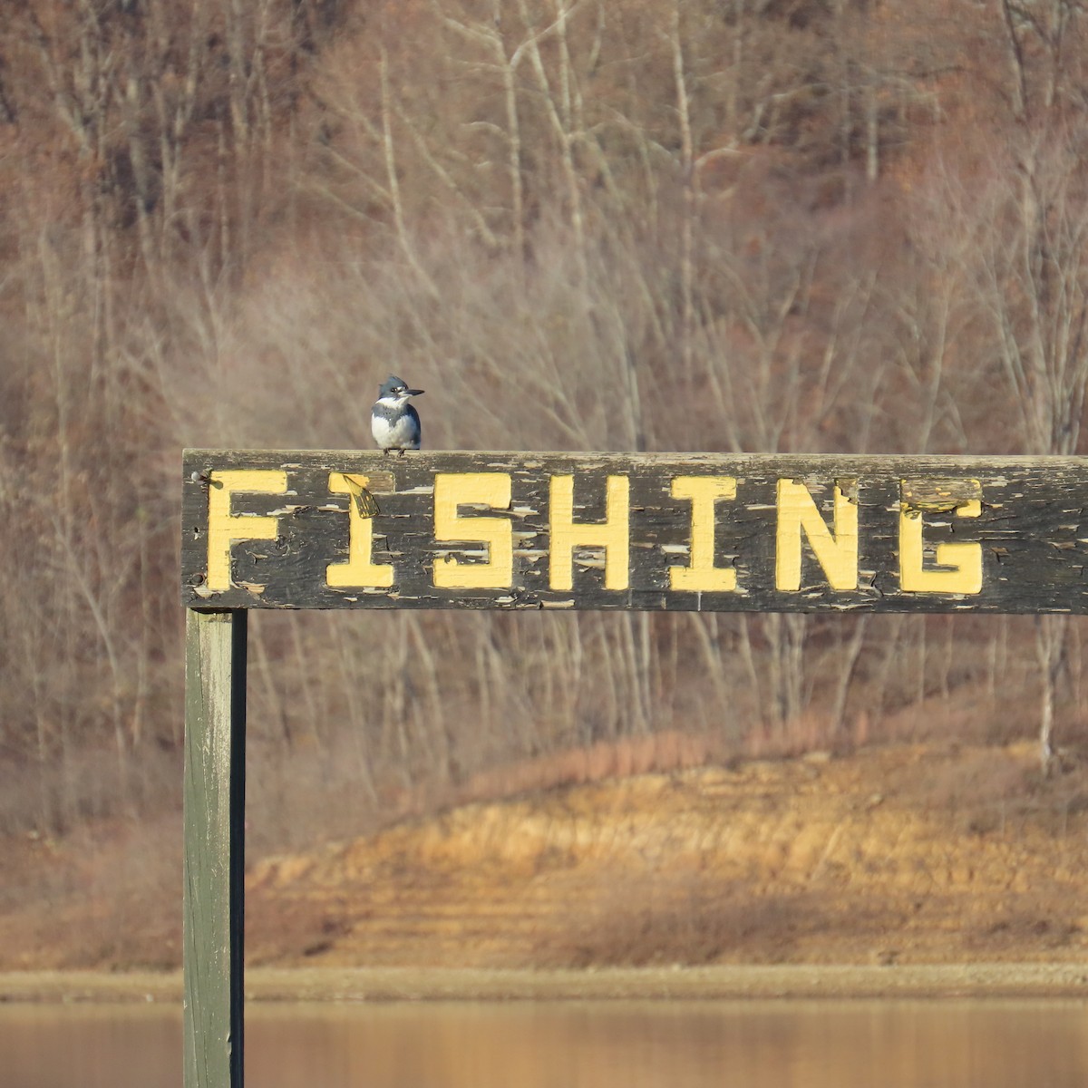 belteisfugl - ML645449030