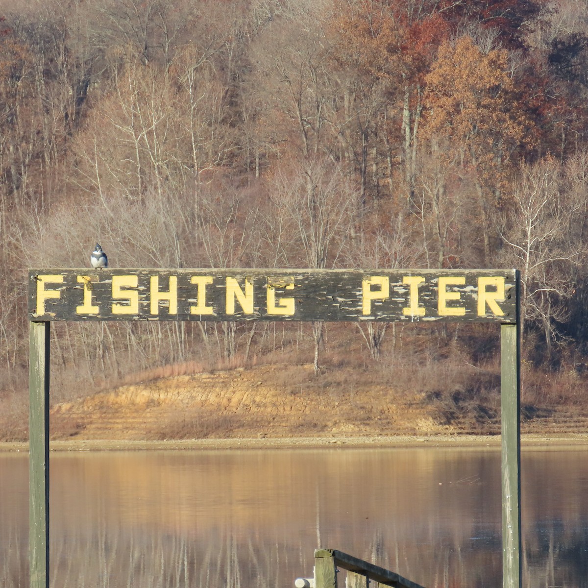 belteisfugl - ML645449031