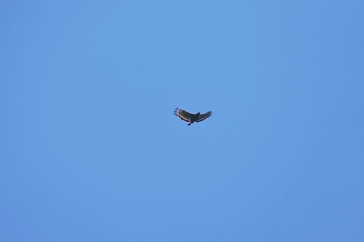 filippinersnokørn - ML645449032