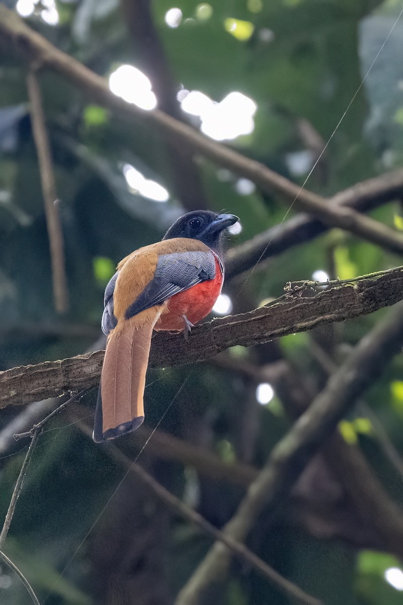 hindutrogon - ML645449034