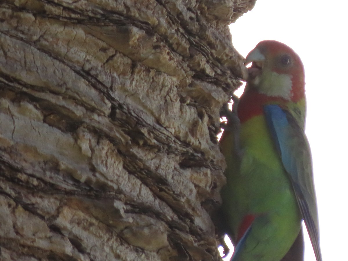 praktrosella - ML645449035