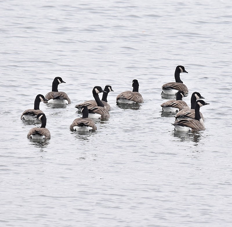 Canada Goose - ML645449051