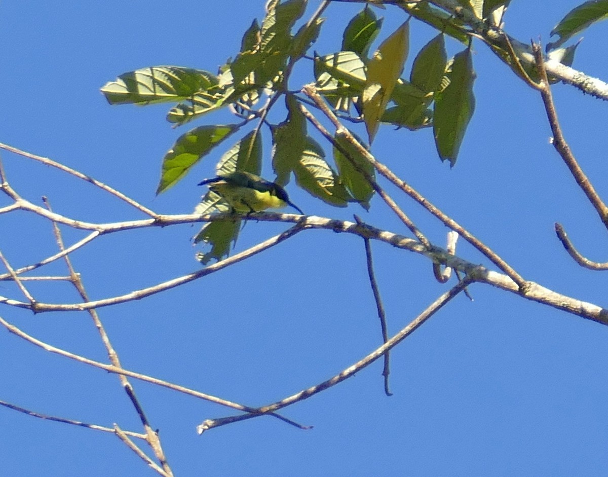 Metallic-winged Sunbird (Luzon) - ML645449052