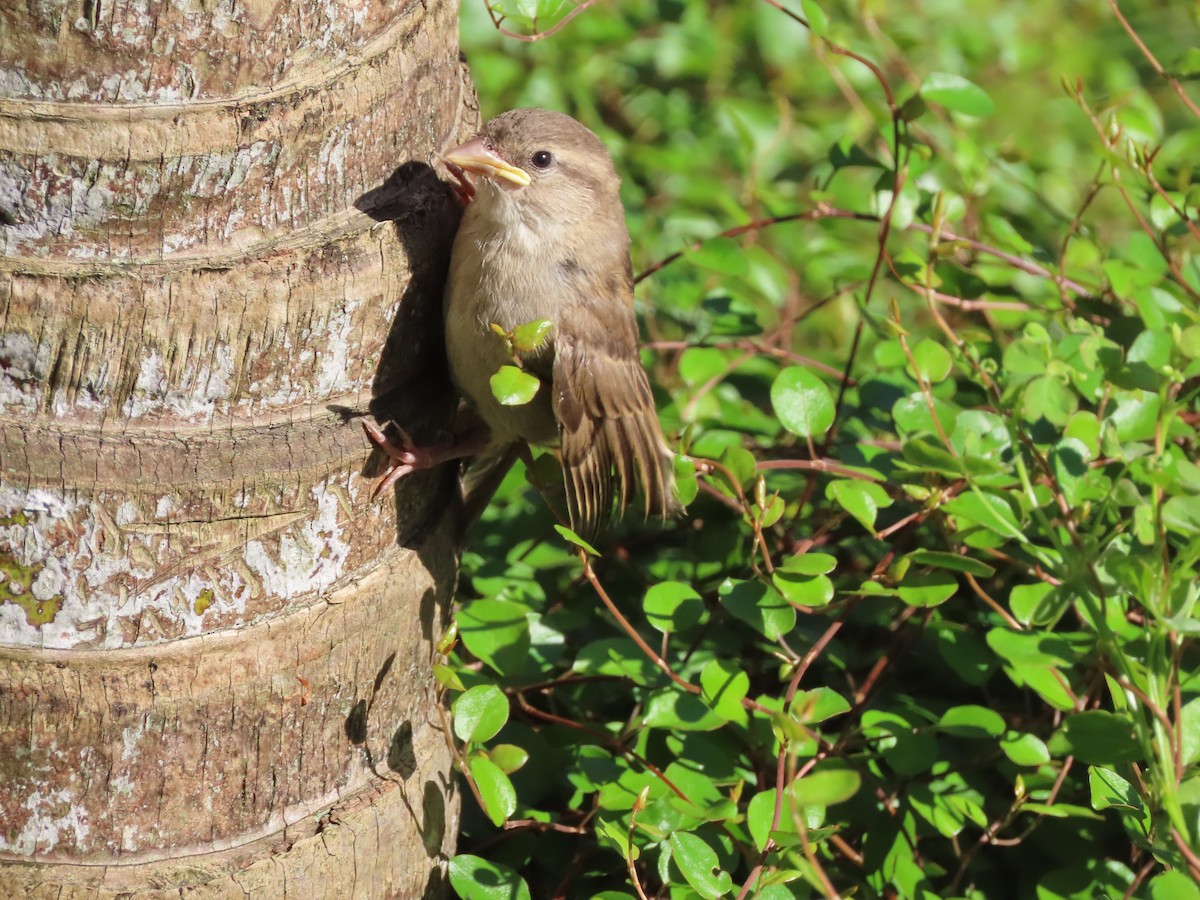 Gorrión Común - ML645449058