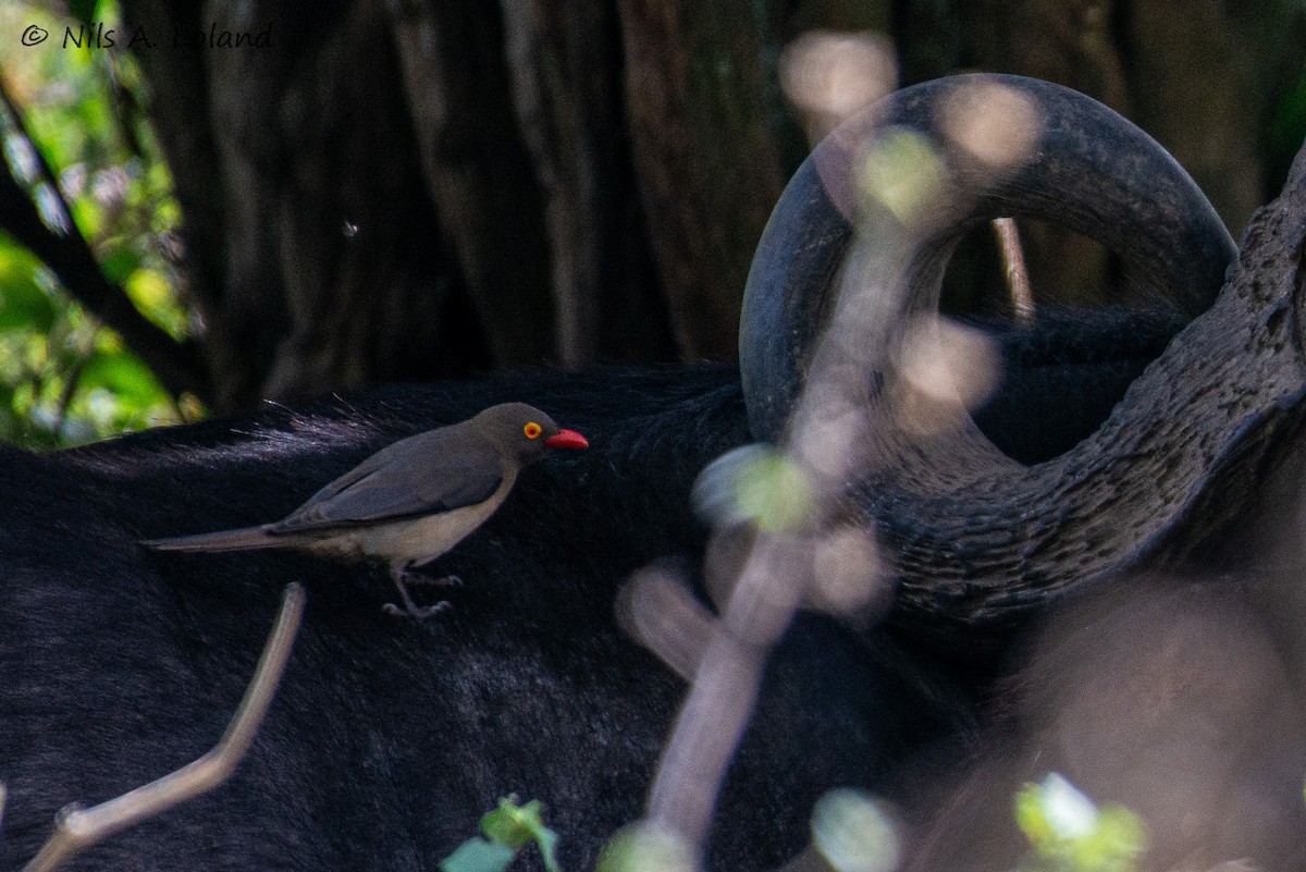 Picabueyes Piquirrojo - ML645449061