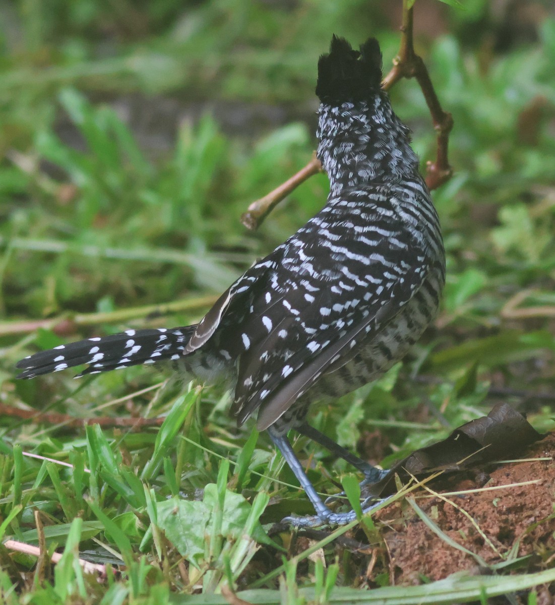 Batará Barrado - ML645449062