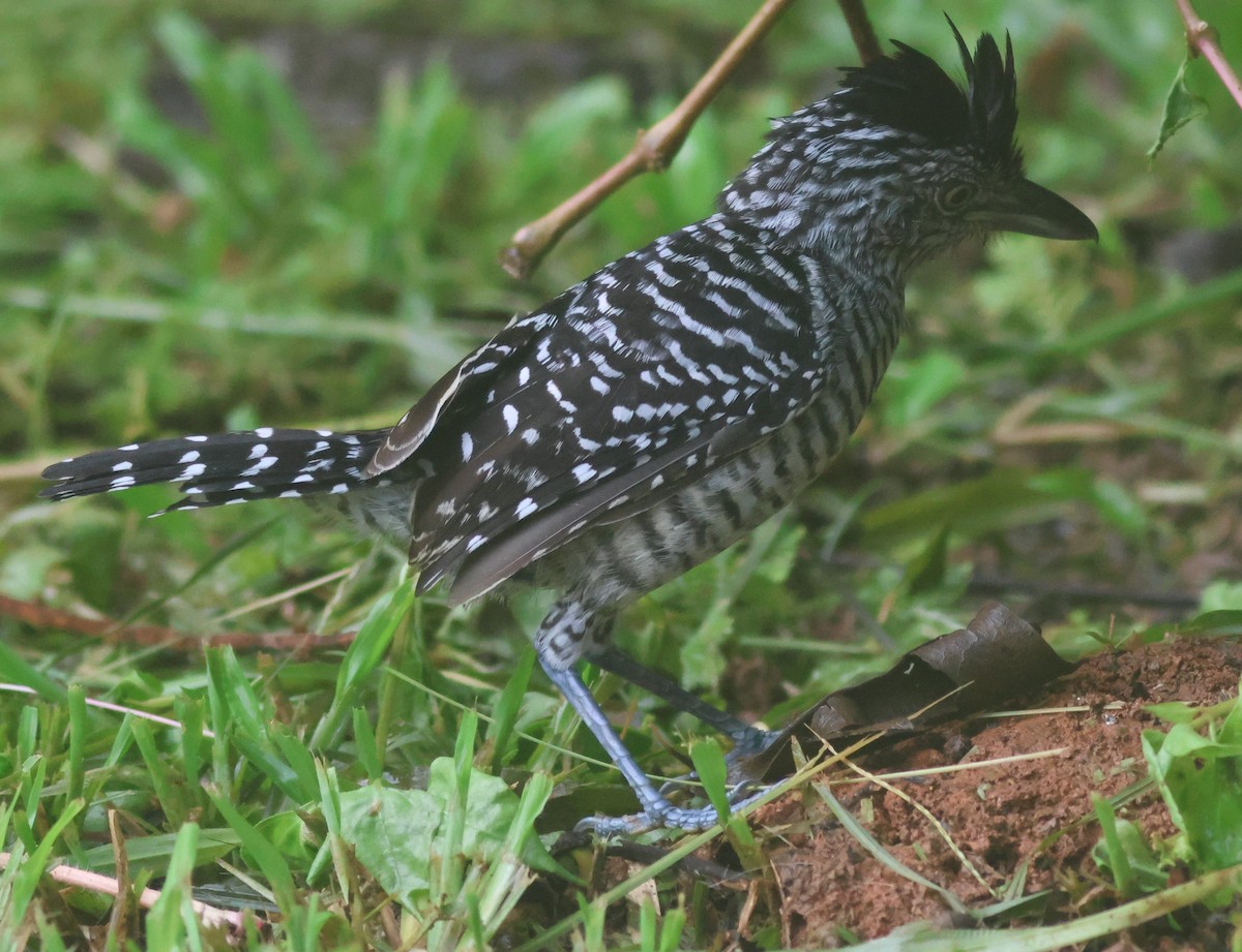 Batará Barrado - ML645449063