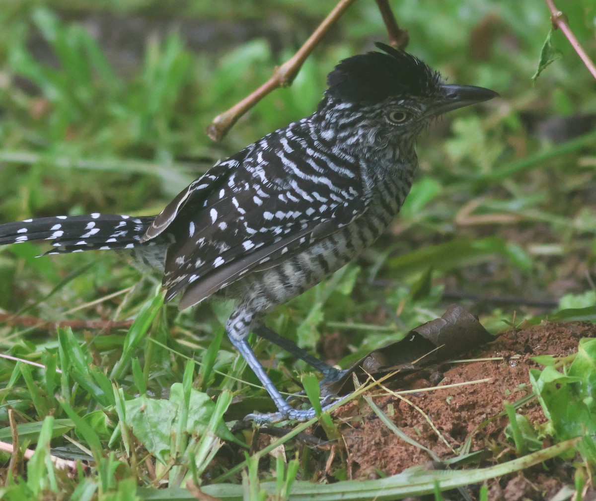Batará Barrado - ML645449064