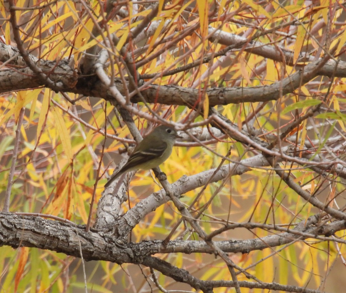 Hammond's Flycatcher - ML645449070